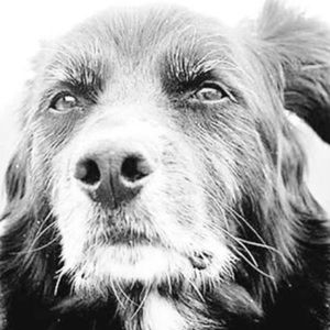 Meet your Posher, Max